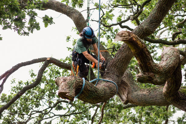 How Our Tree Care Process Works  in  Alafaya, FL